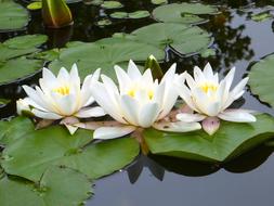 Water Lilies White