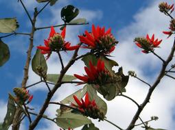 Erythrina Indica Flower