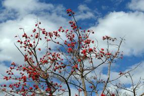 Erythrina Indica, Coral Tree branches at sky
