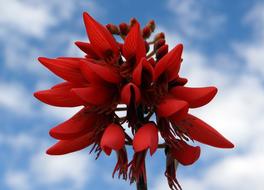 Erythrina Indica, inflorescence with Scarlet Flower