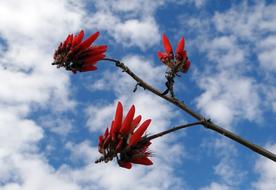 Erythrina Indica Flower and sky
