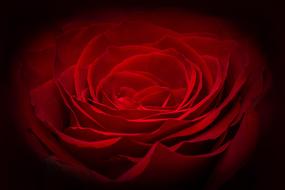 Rose Red macro