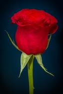 one Rose Red