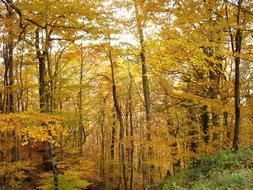 Fall Trees in forest