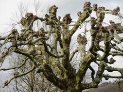 Sycamore Tree Branches