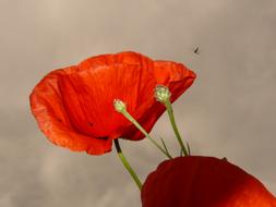 macro photo of a blooming poppy