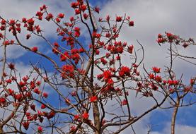 erythrina Indica, Coral Tree in bloom at sky, india