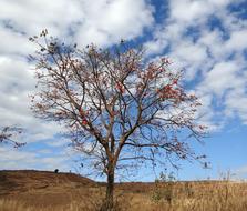 coral tree in India