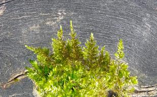 Moss Annual Rings Log