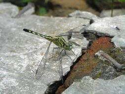 Dragonfly Green Hiitam