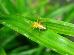 Spider Yellow Leaf