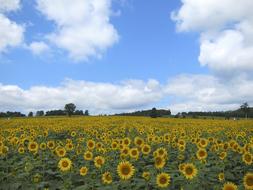 fabulous Sunflowers Field