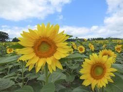 beautiful field of sunflowers in summer