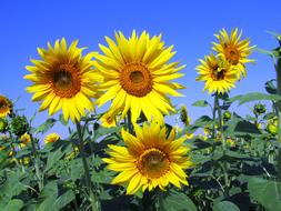 Sunflowers blooming in field beneath blue sky