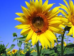Sunflowers field and blue sky