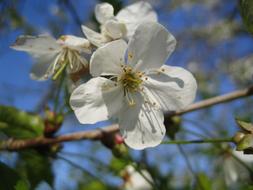 fabulous Cherry white Blossoms