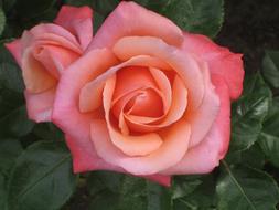 Rose Red Pink Farmers Local