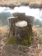 big Tree Stump on waterside