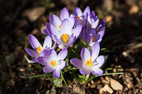 Closeup view of Crocus Spring Purple flowers