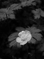 Black And white photo of Flower Buttercup