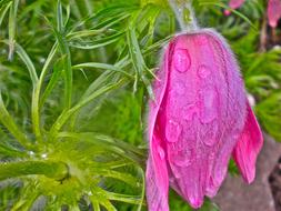 absolutely beautiful Flower Red Summer