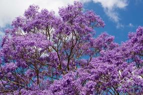 Jacaranda Tree Flowers
