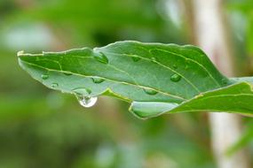 Macro Drops Dew