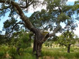 Old Oak Tree nature