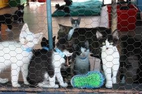 Kitten Kennel Kitty