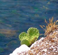 Cactus Rock Sea