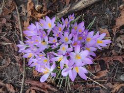 perfect Crocuses