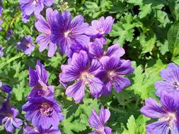 extraordinarily beautiful Blue Geranium Perennial