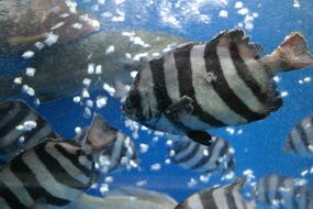 black and white striped fish underwater