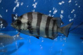 black and white striped fish underwater in the aquarium