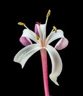 Flower Lady black background