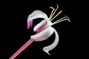 pink and white flower with long stamens at darkness