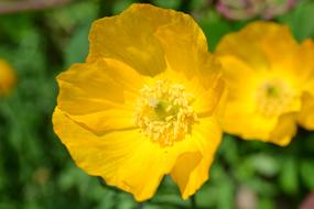 fabulous Poppy Yellow Scottish