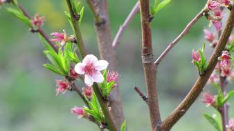 extraordinarily beautiful Flower Tree Spring