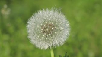 Sonchus Oleraceus Dandelion Spring