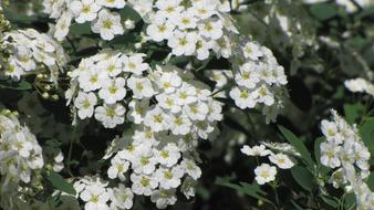 macro photo of a blooming white bush