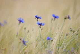 blue Cornflowers field