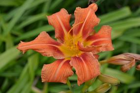 perfect Day Lily Orange