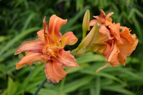goodly Day Lily Orange