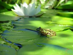 Frog Water Lily Green