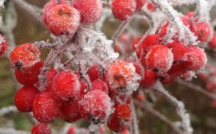 ice on rowan berries