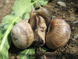 Escargots Snail