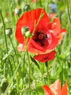 absolutely beautiful Poppy Flower