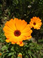 Summer Flower Yellow