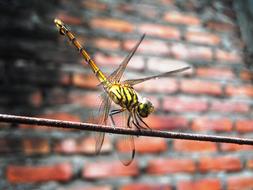 Dragonfly Yellow Orange