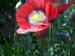 Poppy big Red on a blurred background